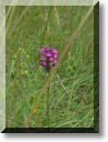 2012-06-24-BALADE-STE GENEVIEVE015.jpg